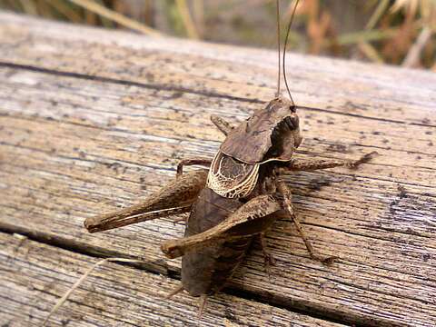 Image of dark bush-cricket