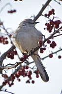 Image of Northern Mockingbird