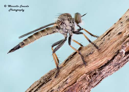 Image of Cerdistus debilis Becker 1923