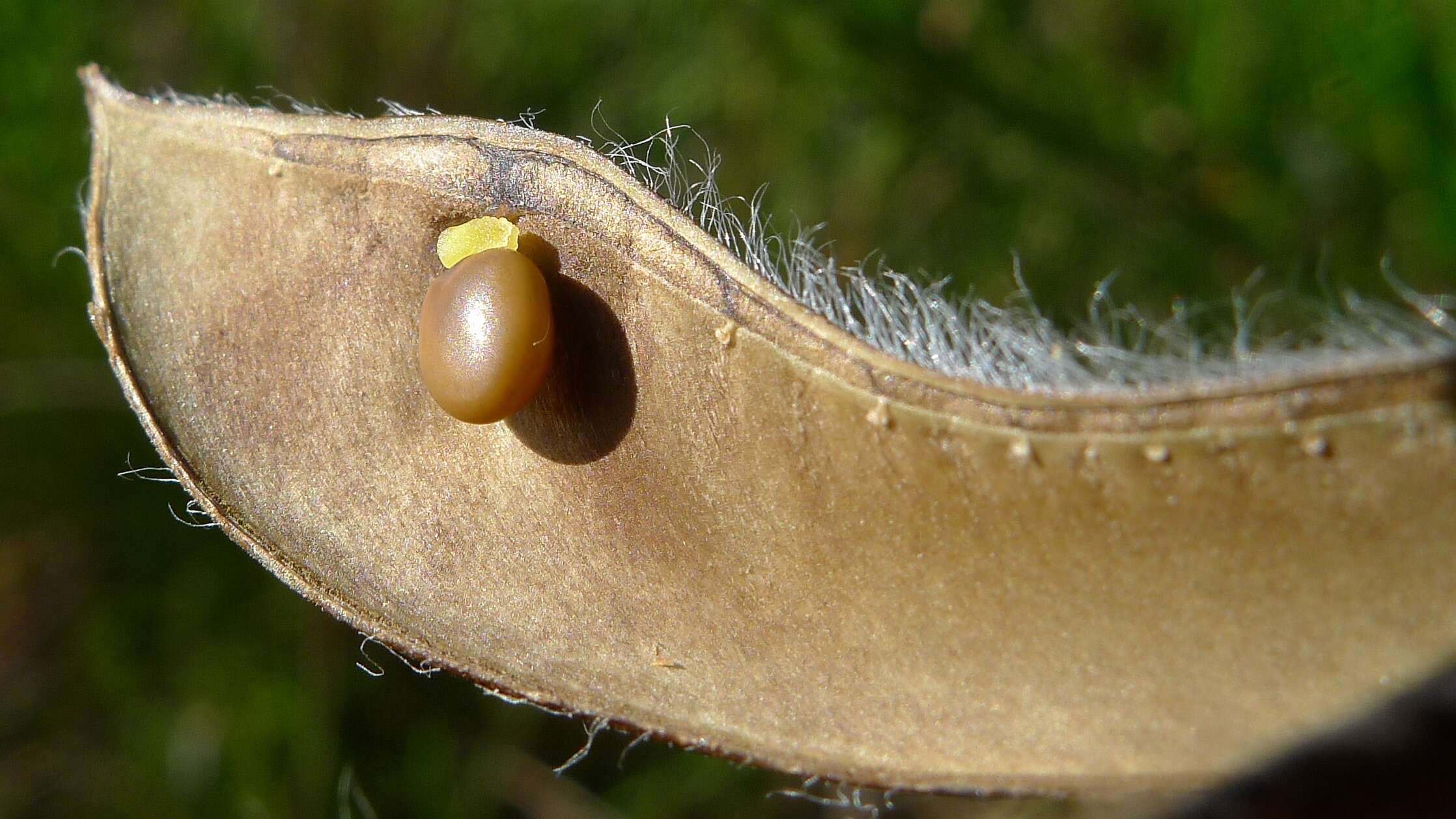 Image of broom