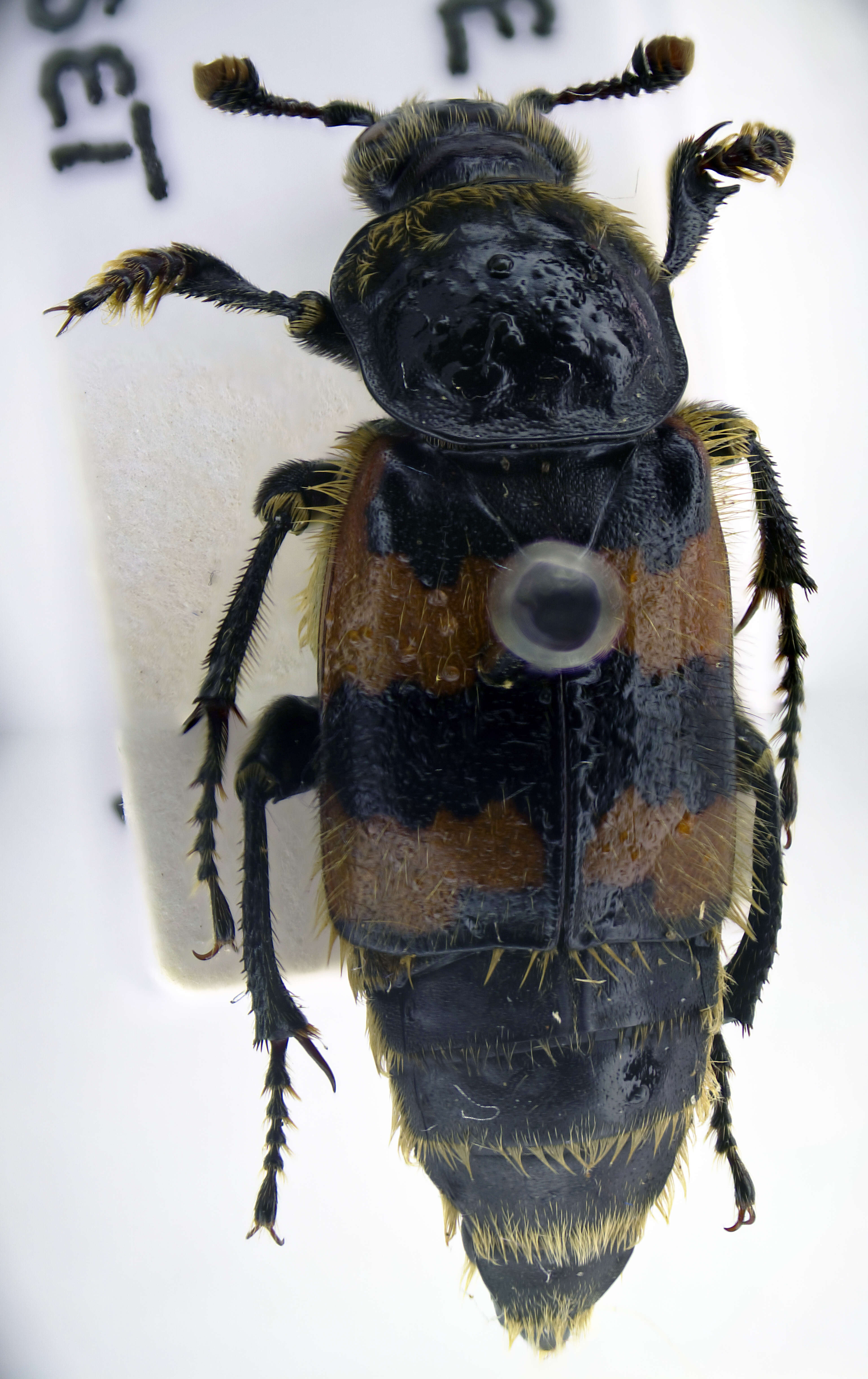 Image of Burying beetle