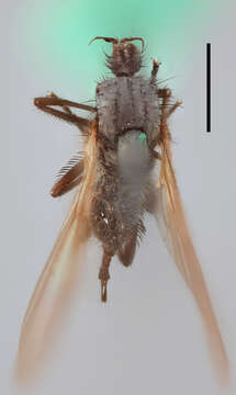 Image of Rhamphomyia obscurella Zetterstedt 1842