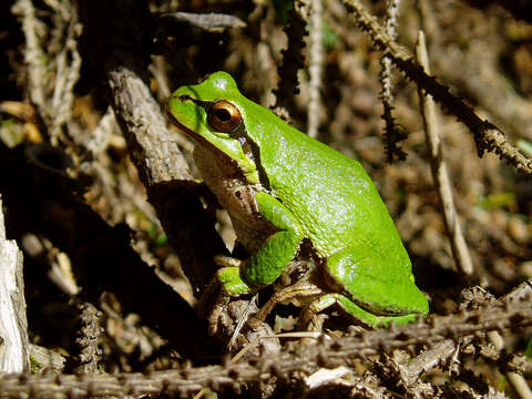 Imagem de Pseudacris regilla (Baird & Girard 1852)