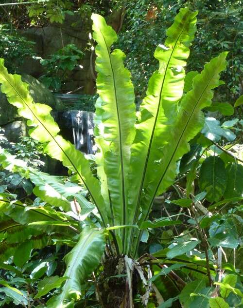 Слика од Asplenium