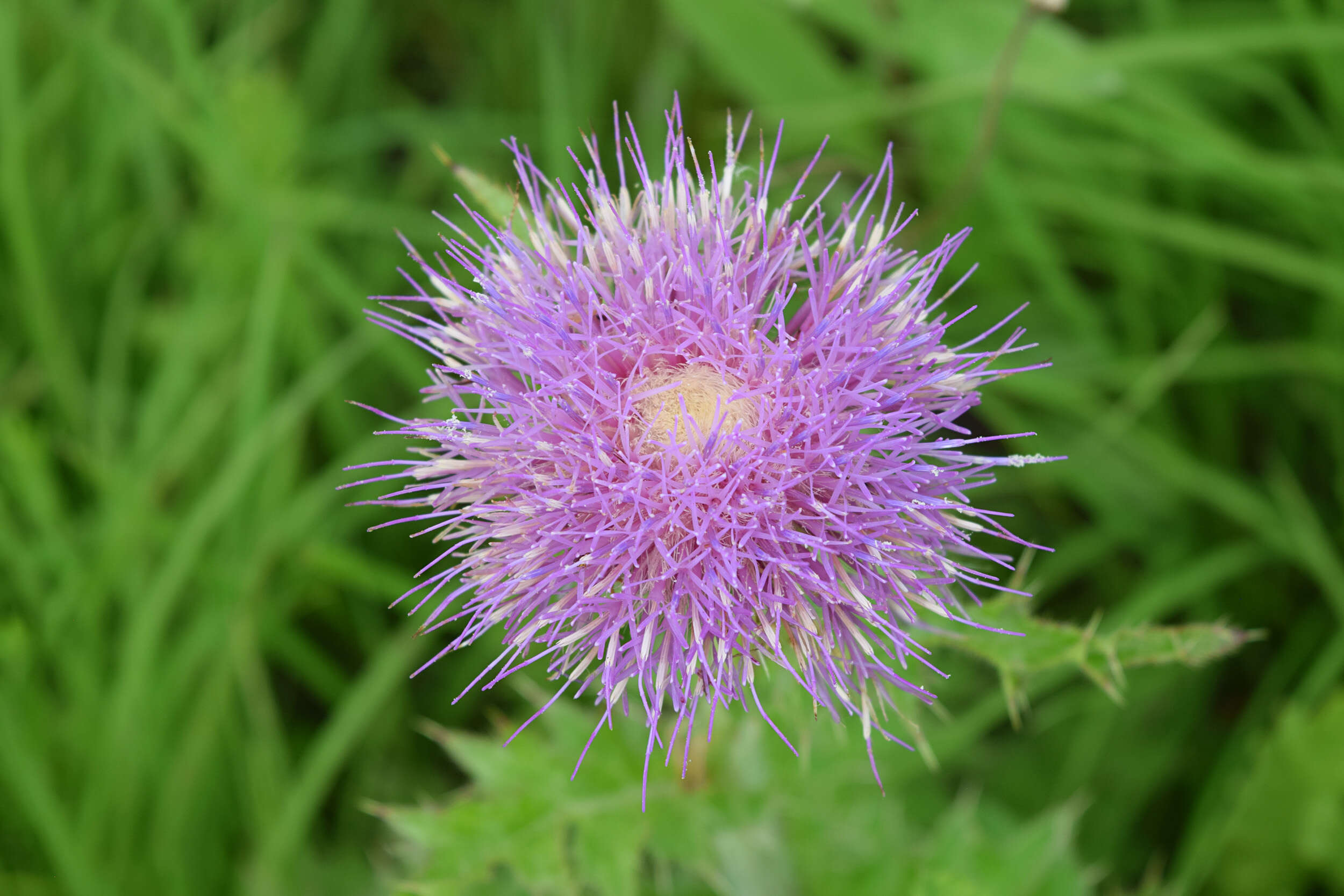 Image of pasture thistle
