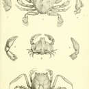 Image of Leucosia craniolaris