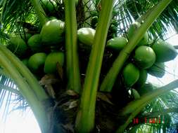 Image of coconut palm