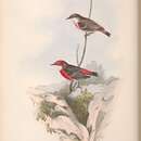Imagem de Epthianura tricolor Gould 1841