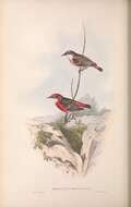 Imagem de Epthianura Gould 1838