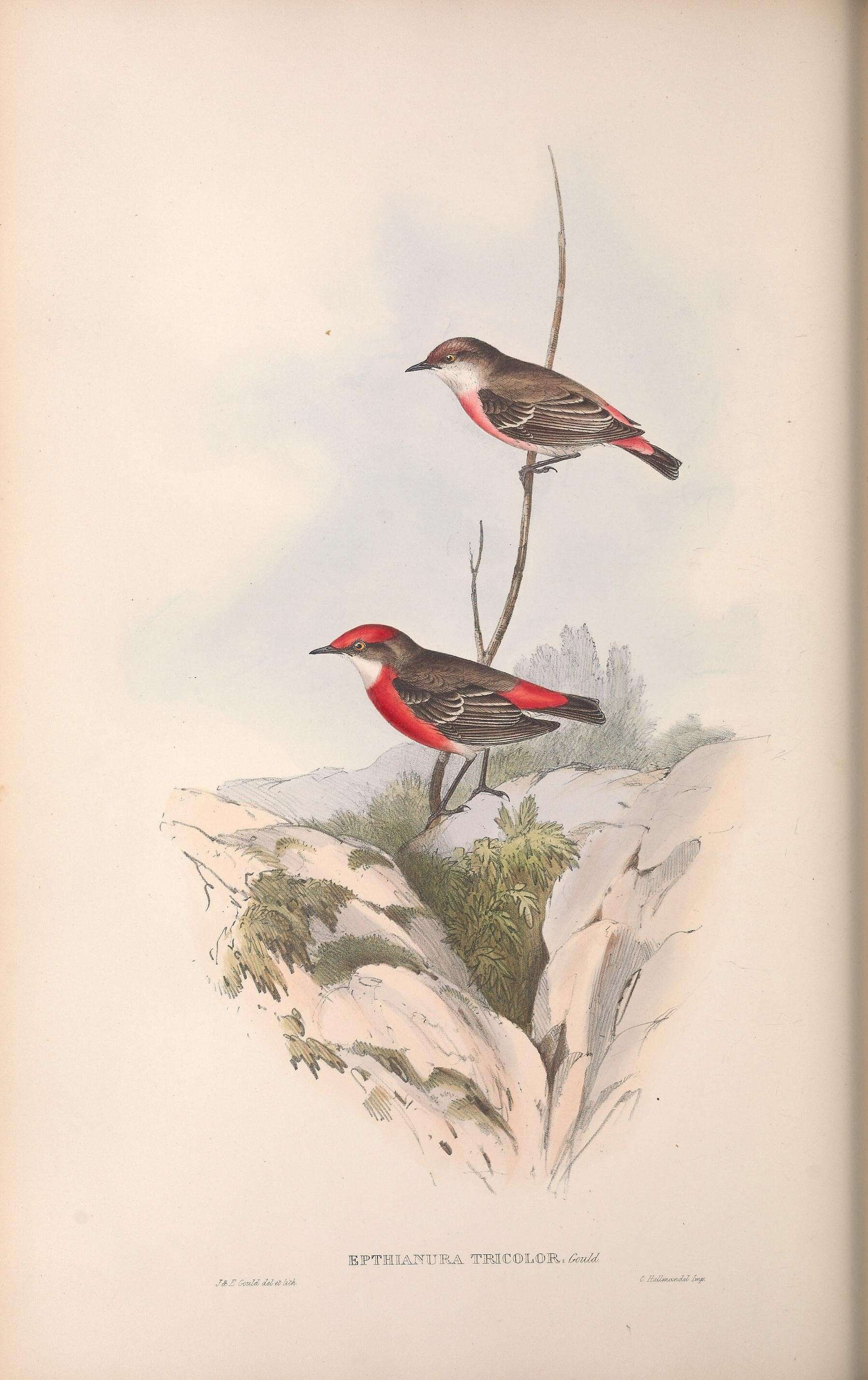 Imagem de Epthianura Gould 1838