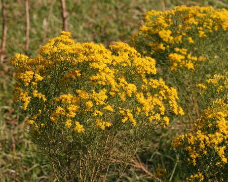 Image of Slender Goldentop