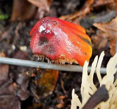 Image of Conical slimy cap