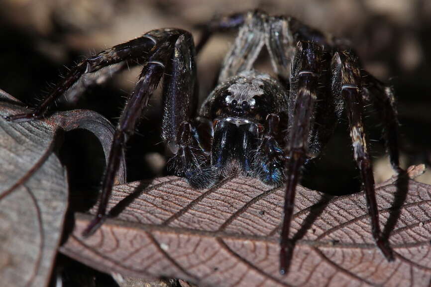 Image of wandering spiders