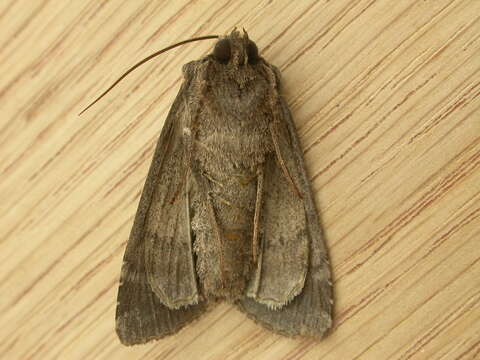 Image of Pale shining brown moth