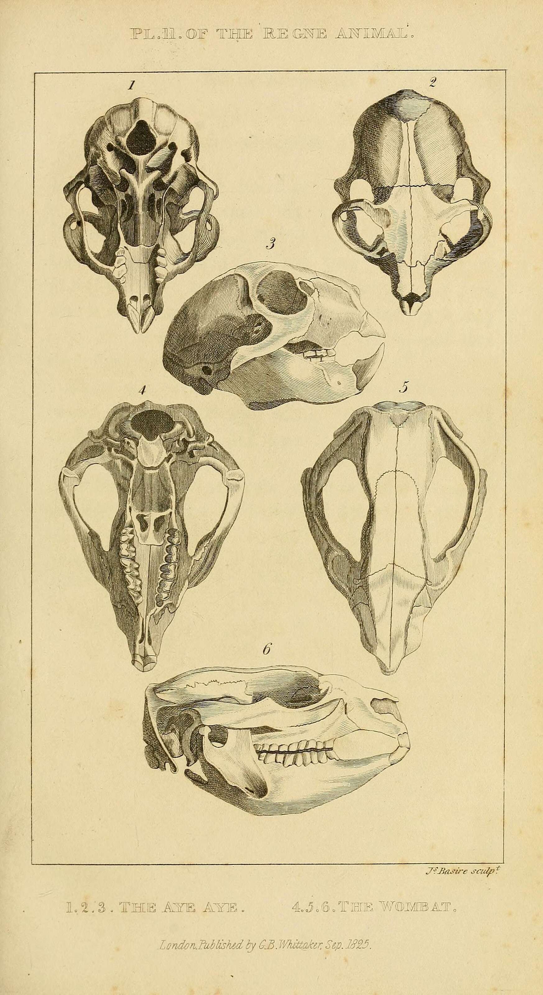 Image de Daubentonia É. Geoffroy Saint-Hilaire 1795