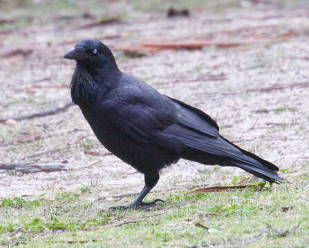 Imagem de Corvus coronoides Vigors & Horsfield 1827