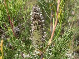 Image of Petrophile