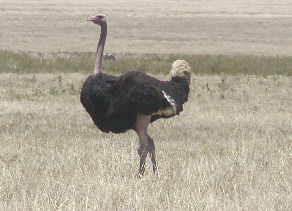 Image of ostriches