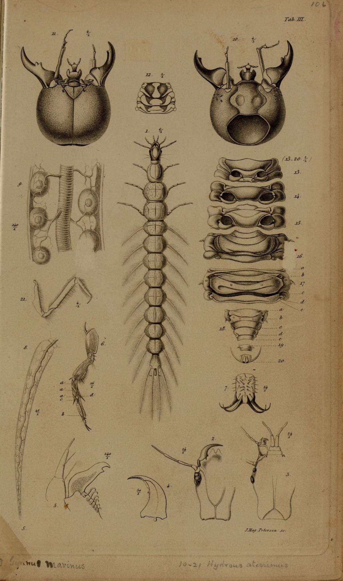 Gyrinus marinus Gyllenhal 1808的圖片