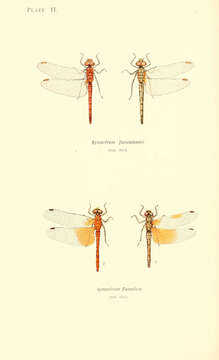 Image of Red-veined Darter