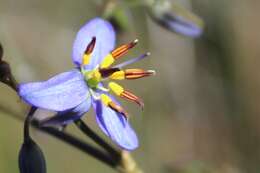 Image of Dianella revoluta var. revoluta