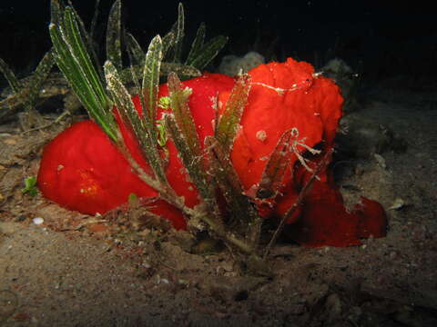 Image of Painted frogfish