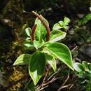 Peperomia macraeana C. DC. resmi