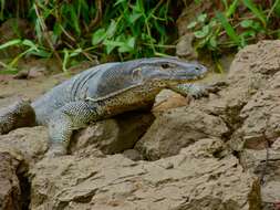 Image of Common Water Monitor