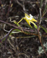 Image de Dendrobium striolatum Rchb. fil.