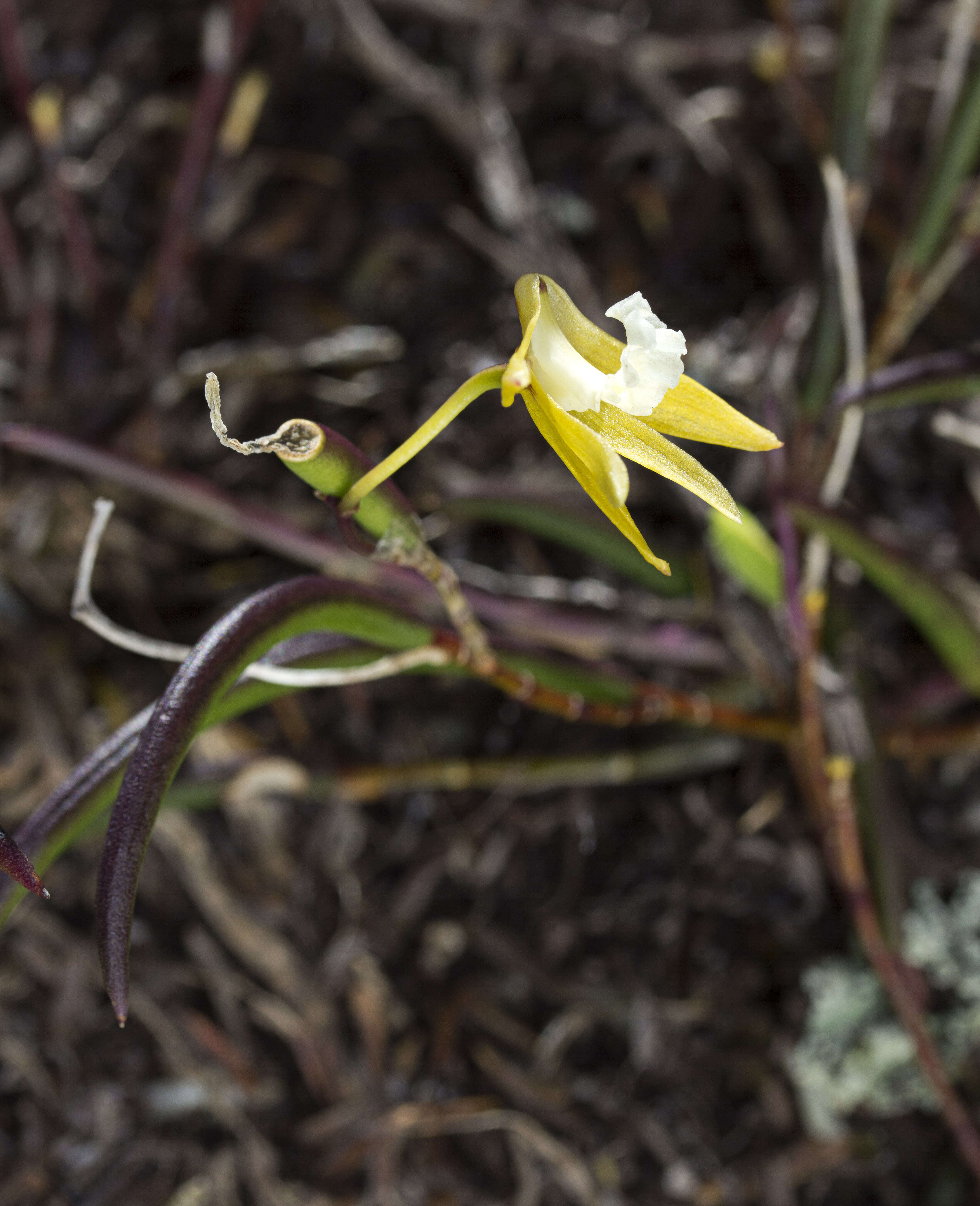 Dendrobium striolatum Rchb. fil. resmi