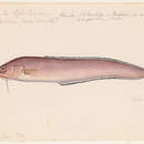 Image of Blackedge Cusk-eel