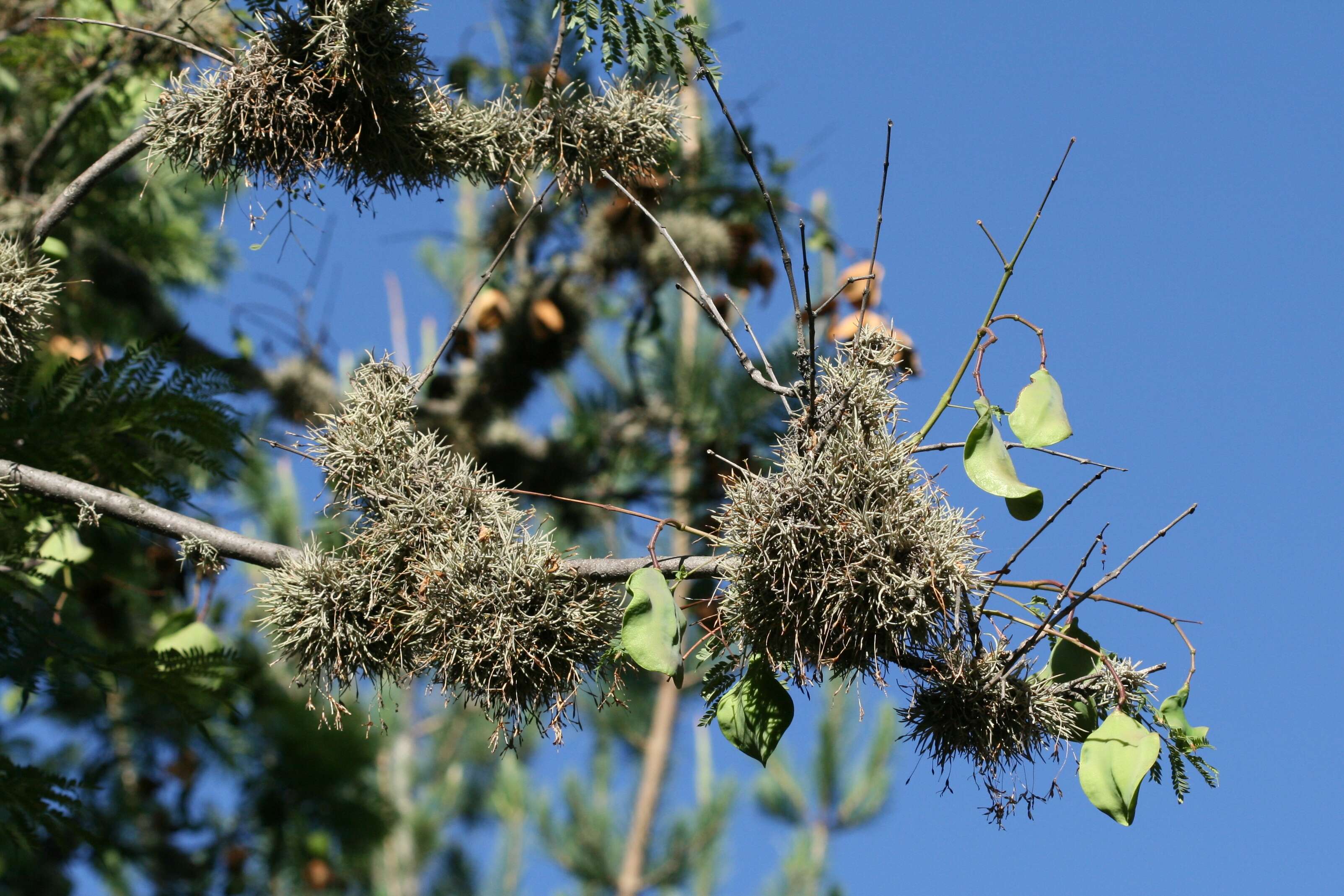 Imagem de Tillandsia caliginosa W. Till