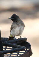 Image of Dark-capped Bulbul