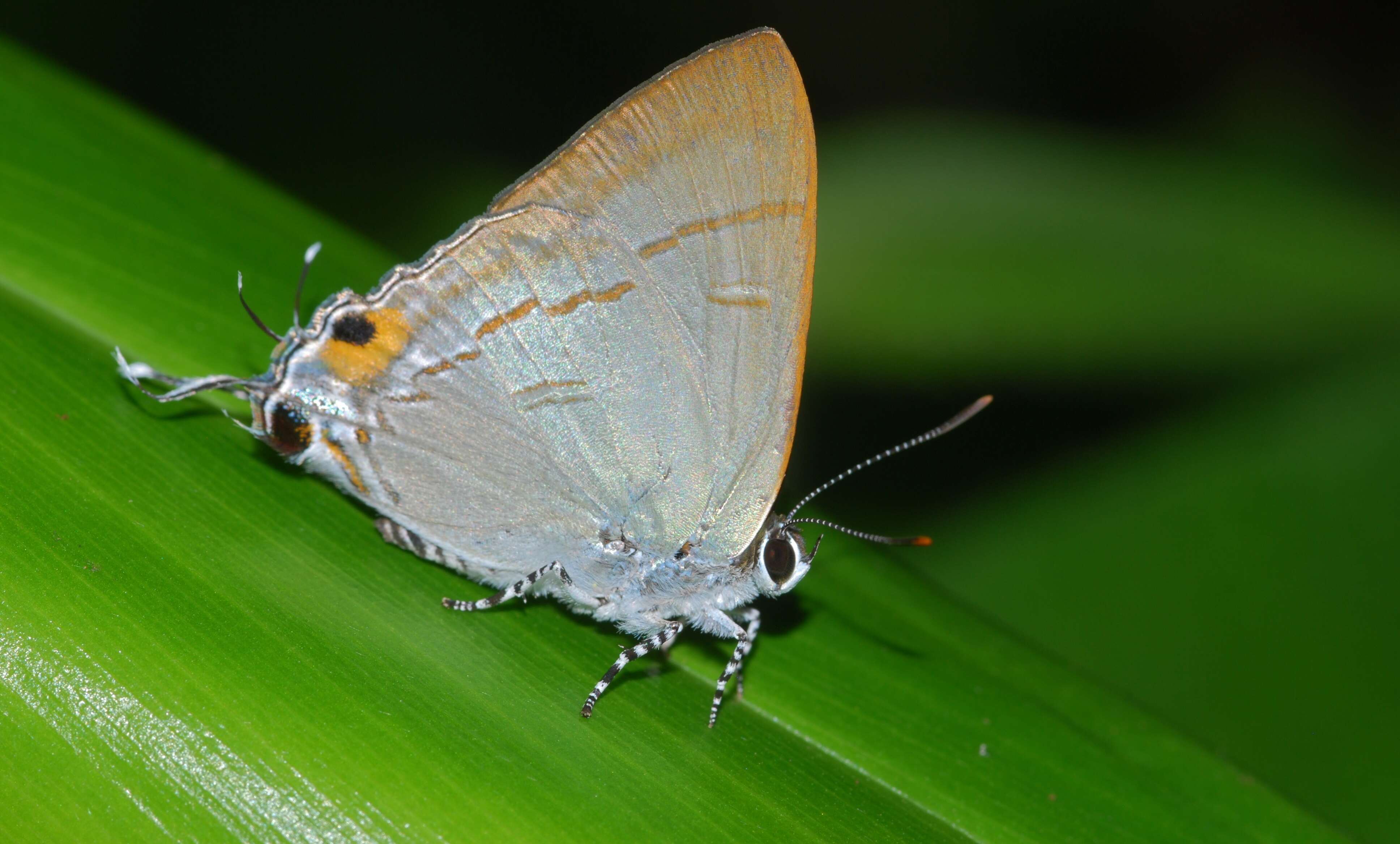 Image of Hypolycaena