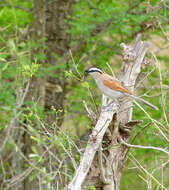 Image of Black-crowned Tchagra