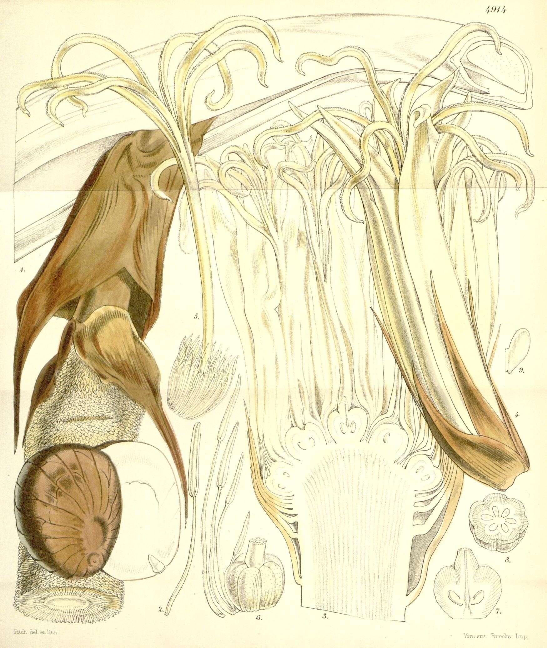 Слика од Phytelephas macrocarpa Ruiz & Pav.