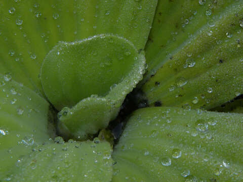 Image of pistia