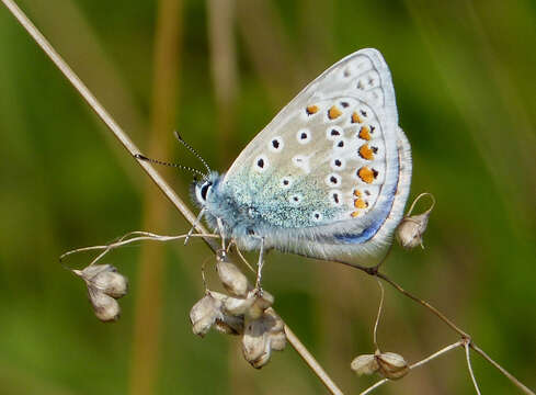 Image of common blue