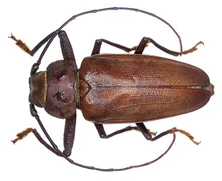 Image of Long-horned beetle