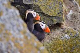 Image of Puffin