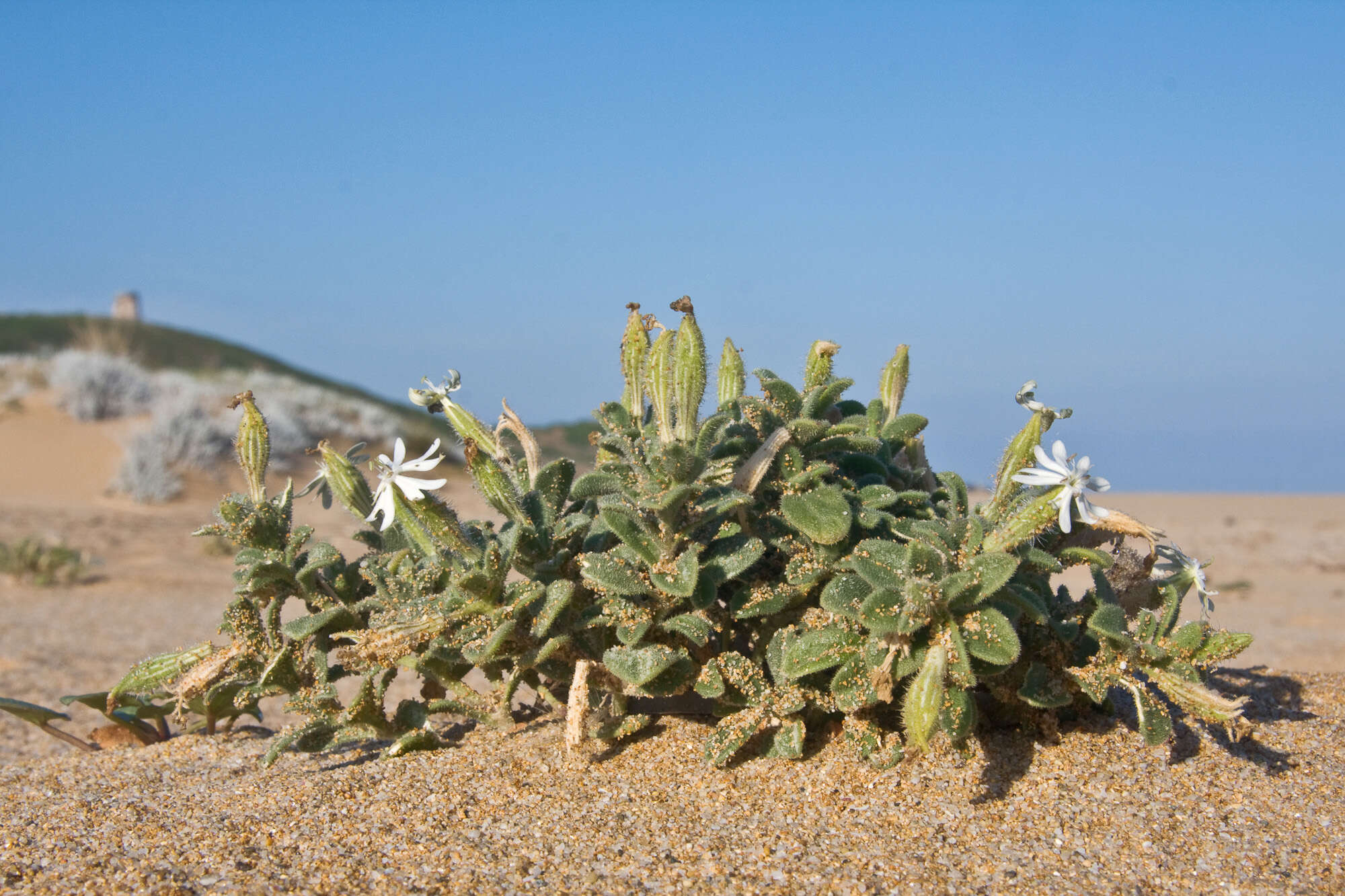 Image of <i>Silene corsica</i>