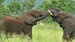 Image of African bush elephant