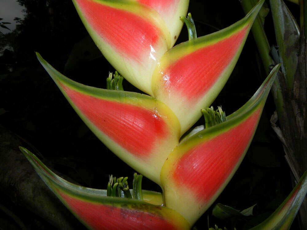 Heliconia wagneriana Petersen的圖片