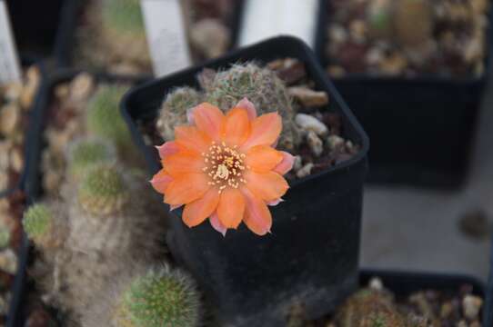 Imagem de Rebutia pygmaea (R. E. Fr.) Britton & Rose