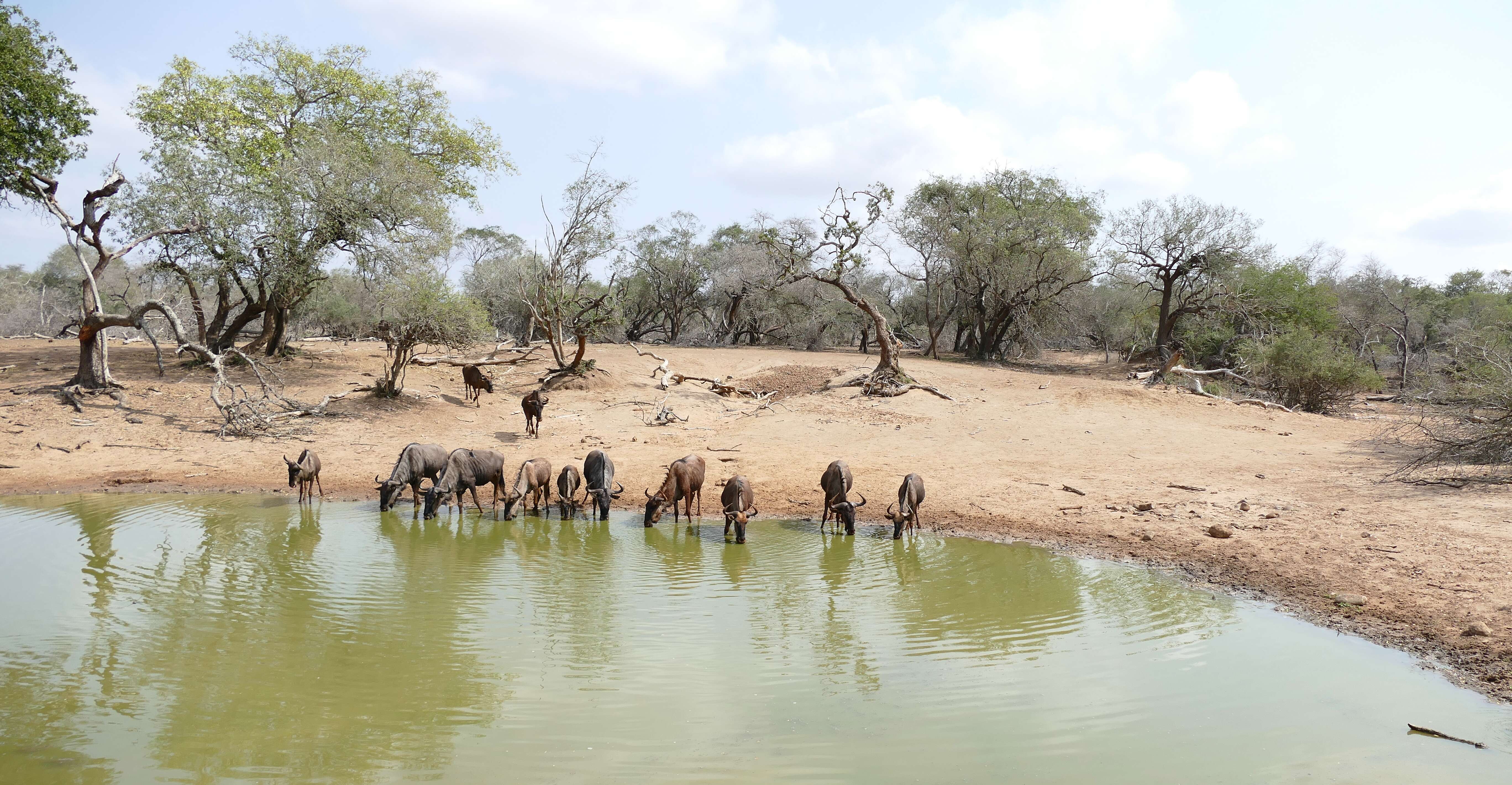 Image of wildebeest