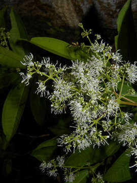 Image of Miconia poeppigii Triana