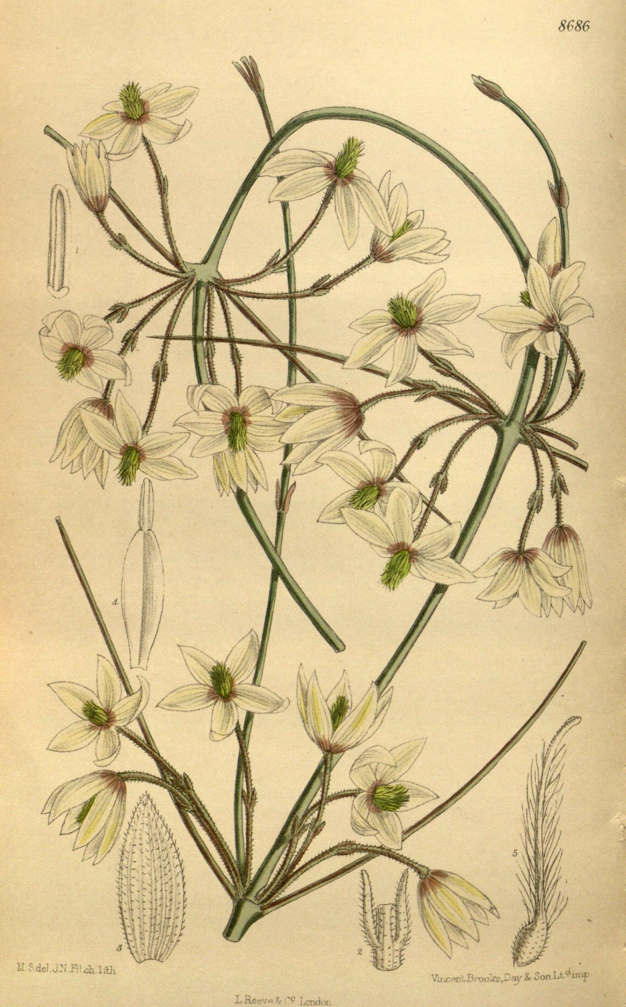 Image of Clematis afoliata J. Buch.