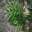 Image of Pothos scandens L.