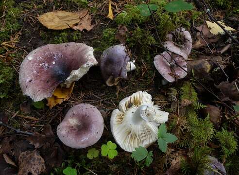 Image de Russula azurea Bres. 1882