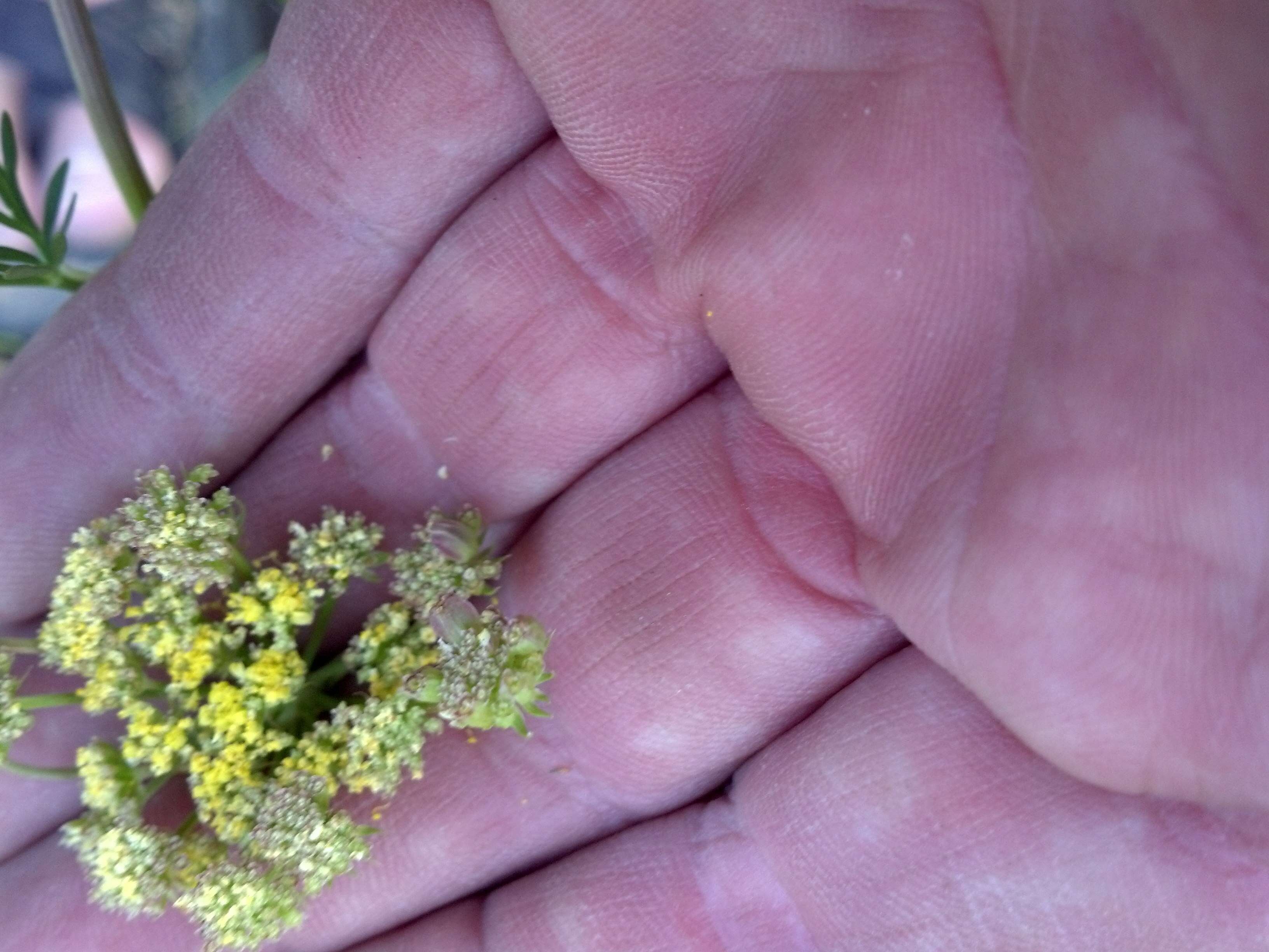 Imagem de Cymopterus lemmonii (J. M. Coult. & Rose) Dorn